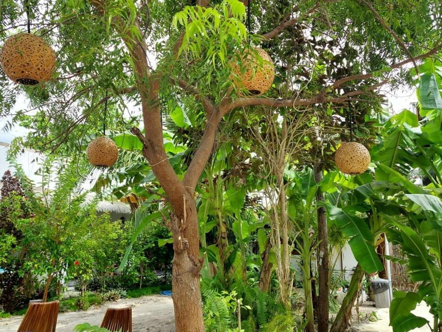 Coco Villa Thoddoo Esterno foto
